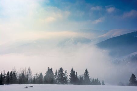 spruce forest on a snow covered mountain meadow. beautiful winter landscape with distant ridge....