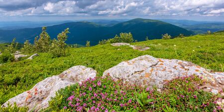 blooming wild herbs on the grassy hill. beautiful nature scenery of alpine meadows in carpathian...