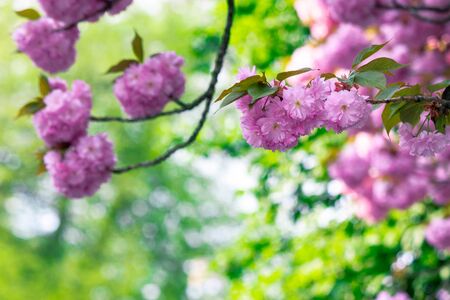 pink cherry blossom close up on the branch. beaty of japanese sakura season. wonderful nature backgroundの写真素材