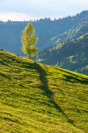 tree on the hill in evening light. green grass on the steep slope. beautiful mountain landscape in springtimeの写真素材