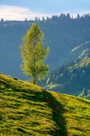 tree on the hill in evening light. green grass on the steep slope. beautiful mountain landscape in springtimeの写真素材