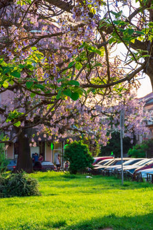 Uzhhorod, ukraine - MAY 01, 2018: Paulownia tomentosa tree in blossom close up, located on Koriatovycha Square. wonderful branches with flowers in frnt of old town cityscape in evening lightのeditorial素材