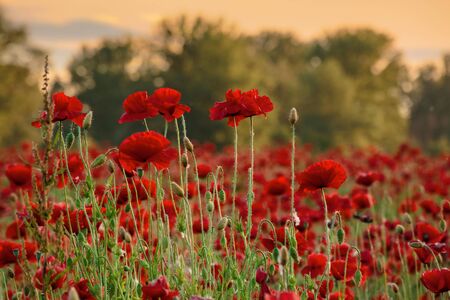 red poppy flower field in the mountains. beautiful nature scenery in summer afternoonの写真素材