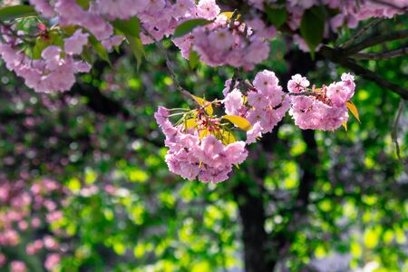 pink cherry blossom close up on the branch. beaty of japanese sakura season. wonderful nature backgroundの写真素材