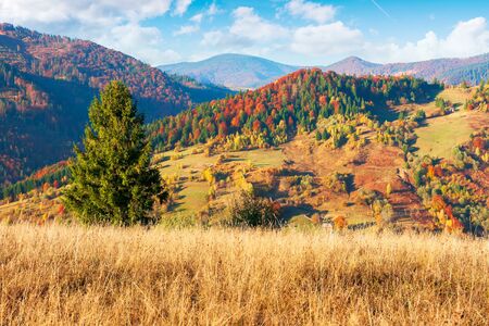 countryside in autumn at sunset. mountain landscape with forests and meadows in evening light beneath a blue sky with fluffy clouds. colorful nature backgroundの写真素材