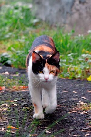 curious calico cat walking outside. predator in the autumn gardenの写真素材