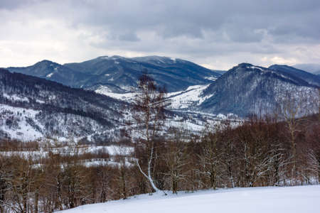 cloudy winter morning in mountains. tree on snow covered field. carpathian rural landscape. village in the distant valleyの写真素材