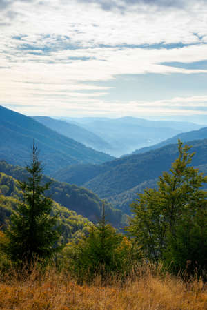spruce forest on the hillside meadow. colorful grass in autumn. hills rolling in to the distance. cloudy dayの写真素材