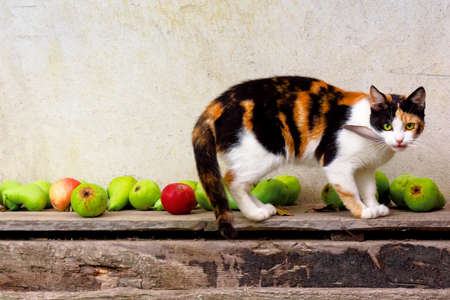 curious calico cat walking outside with feather in the mouth. predator in the autumn garden. fruit composition on the background. thanksgiving conceptの写真素材