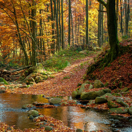 mountain river in autumn forest. rocks and fallen foliage on the shore. trees in yellow and red foliage. gorgeous nature autumnal sceneryの写真素材