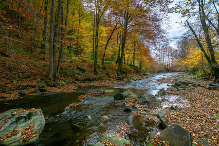 small forest stream. beautiful autumn nature scenery. trees in colorful foliage. rocks in the water