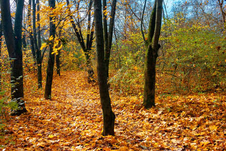 sunny autumn scenery in the deciduous forest. trees in colorful foliage. ground covered with fallen...
