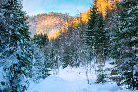 road through synevyr national park in winter. trees and path covered in snow. beautiful mountain landscape in afternoonの写真素材