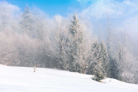 tall spruce trees in hoarfrost in the morning. beautiful winter nature scenery on a bright misty...