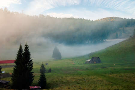 trees in the valley of mountainous natural park. foggy dawn in autumn season. beautiful rolling landscape beneath a glowing skyの写真素材
