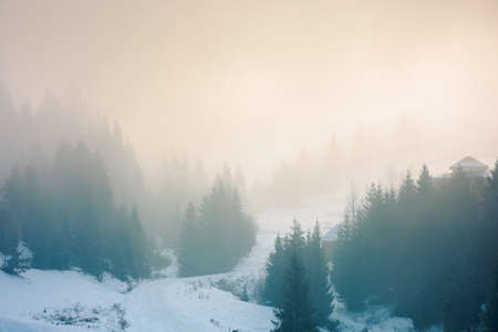 spruce trees on the hill on a foggy morning. beautiful nature scenery in winter. backlit silhouettes in mistの写真素材