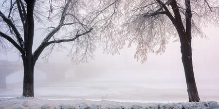 trees on the snow covered embankment. winter cityscape. longest linden alley in europe, uzhgorod, ukraine. bridge in the hazy distanceの写真素材