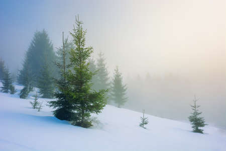 fog on a sunny winter morning. spruce trees among the glowing mist. beautiful scenery in mountains....