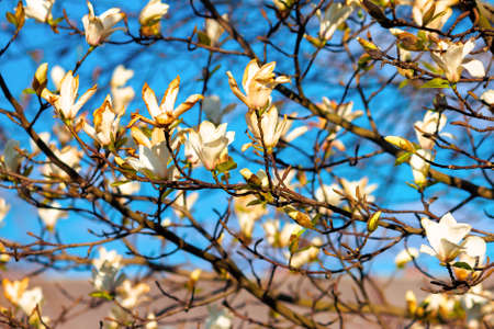 white magnolia blossom on a sunny day. beautiful nature background in springtimeの写真素材