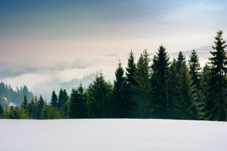 approaching blizzard in mountain landscape. spruce trees on snow covered meadow. bad weather condition in winter. fog and clouds in the distant valleyの写真素材