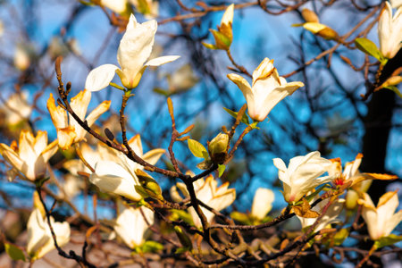 white magnolia blossom on a sunny day. beautiful nature background in springtimeの写真素材