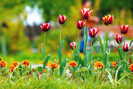 red tulips in the park. beautiful flowers with stripes on petalsの写真素材