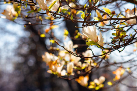 white magnolia blossom on a sunny day. beautiful nature background in springtimeの写真素材