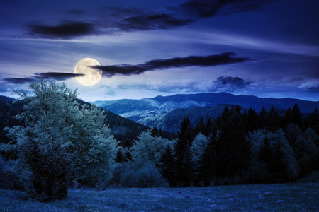 forest on the grassy meadow in mountains at night. beautiful countryside landscape in full moon light. clouds on the blue sky above the distant borzhava ridge. spring adventures in carpathiansの写真素材
