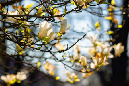 blossoming magnolia on a sunny day. beautiful nature background in springtime. white flowers on the branches in evening lightの写真素材