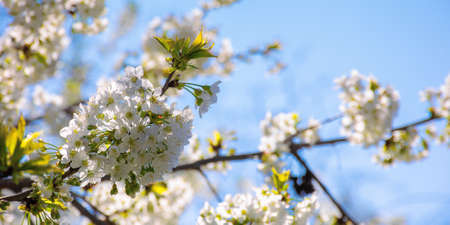white apple blossom in morning sunlight. beautiful nature background in springtime. tender flowers on the branches in front of the blurry background of twigs and blue skyの写真素材