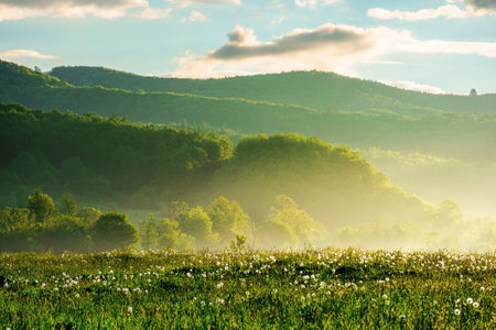dandelion field in rural landscape at sunrise. beautiful nature scenery with blooming weeds in morning light. clouds on the sky above the distant mountainの写真素材
