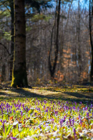 forest nature background in spring. crocus flowers on the glade. trees in the blurred distance....