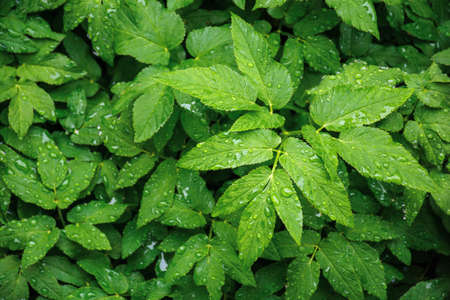water drops on the green leaves. beautiful close up nature background. freshness conceptの写真素材