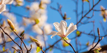 white magnolia blossom in the garden. springtime nature background on a sunny day. delicate flowers...