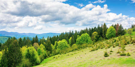 forest on the grassy meadow in mountains. beautiful countryside landscape on a sunny day. clouds on the blue sky above the distant borzhava ridge. spring adventures in carpathiansの写真素材