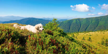 shepherd dog rest on the hill. cute animal in summer mountain landscape on a sunny day. good old friend conceptの写真素材