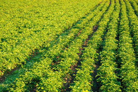 rural landscape with potato field grow in a row. lush green scenery in morning light. organic crop vegetation. rustic agricultural background in summerの写真素材