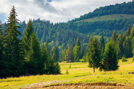 spruce forest on the hills and meadows. summertime mountain landscape in the morningの写真素材