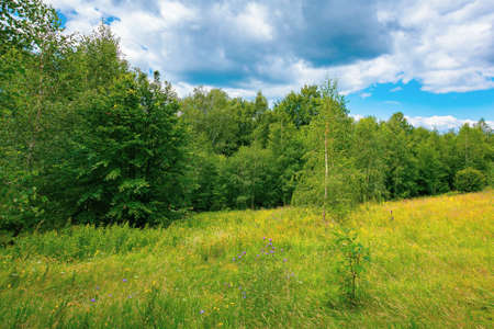 forest on the grassy hillside meadow. mountain landscape on a cloudy summer day