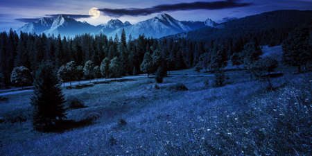 composite mountain landscape in summer at night. spruce forest down in the valley in full moon light. high peaks of rocky ridge in the distanceの写真素材