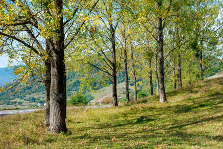 trees on the grassy meadow. countryside mountain scenery on a bright forenoon in early autumn....