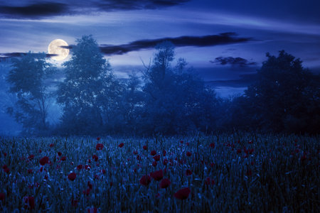 poppy flowers among the wheat field at night. beautiful rural scenery in fog. trees blurred in the distance. clouds on the sky in full moon lightの写真素材