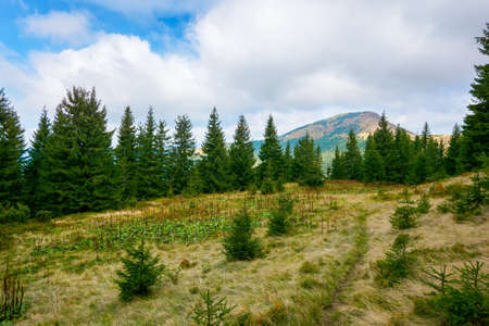 mountain landscape with forest in autumn. beautiful nature background in the morning. wonderful view...