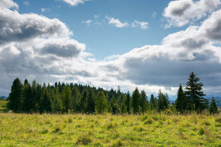 mountainous countryside in early autumn. trees and grassy meadows on rolling hill. nature scenery with dramatic sky on a sunny day. windy weather and dappled lightの写真素材