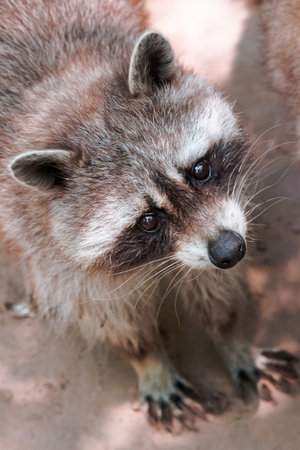 raccoon curiously looking. cute little animalの写真素材