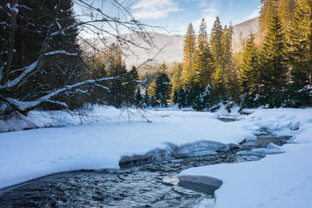 winter landscape with mountain river. coniferous forest on a snow covered shore. wonderful nature scenery in afternoon lightの写真素材