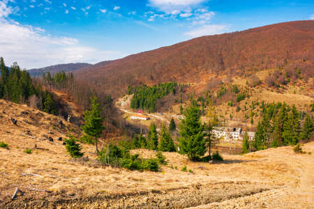 autumn landscape in mountains. green spruce trees on the hill and beech forest in fall foliage in...
