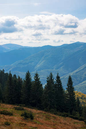 beautiful landscape of carpathian mountains. coniferous trees on the steep grassy hills. beautiful...