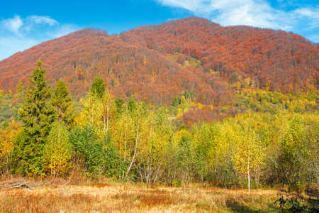 autumnal nature scenery in mountains. birch trees in colorful foliage on the meadow. primeval beech forest in fall foliage on the hill. warm sunny day with fluffy clouds on the skyの写真素材