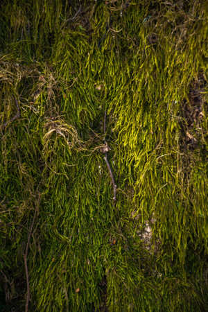 nature texture of green moss on the tree